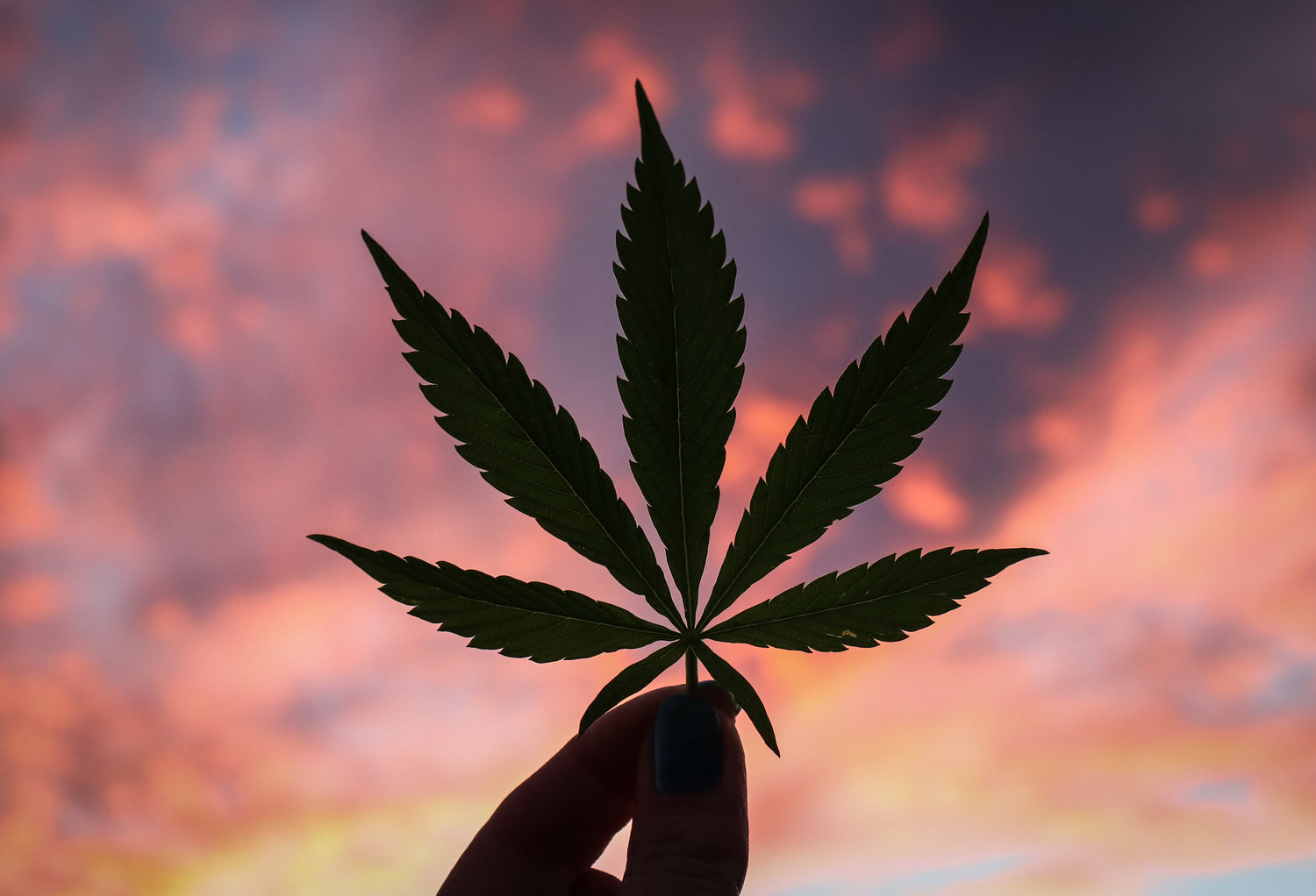 Satiate Your Curiosity For All Things Hemp & Cannabis