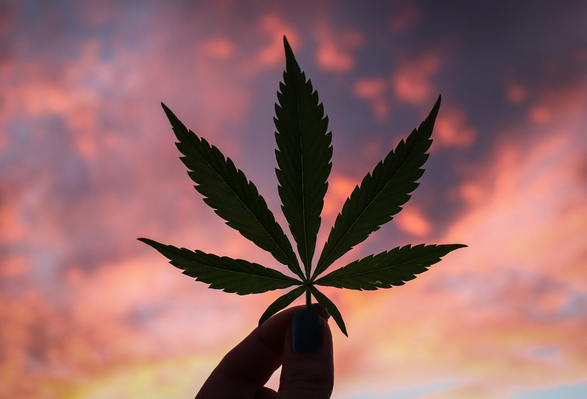 Satiate Your Curiosity For All Things Hemp & Cannabis
