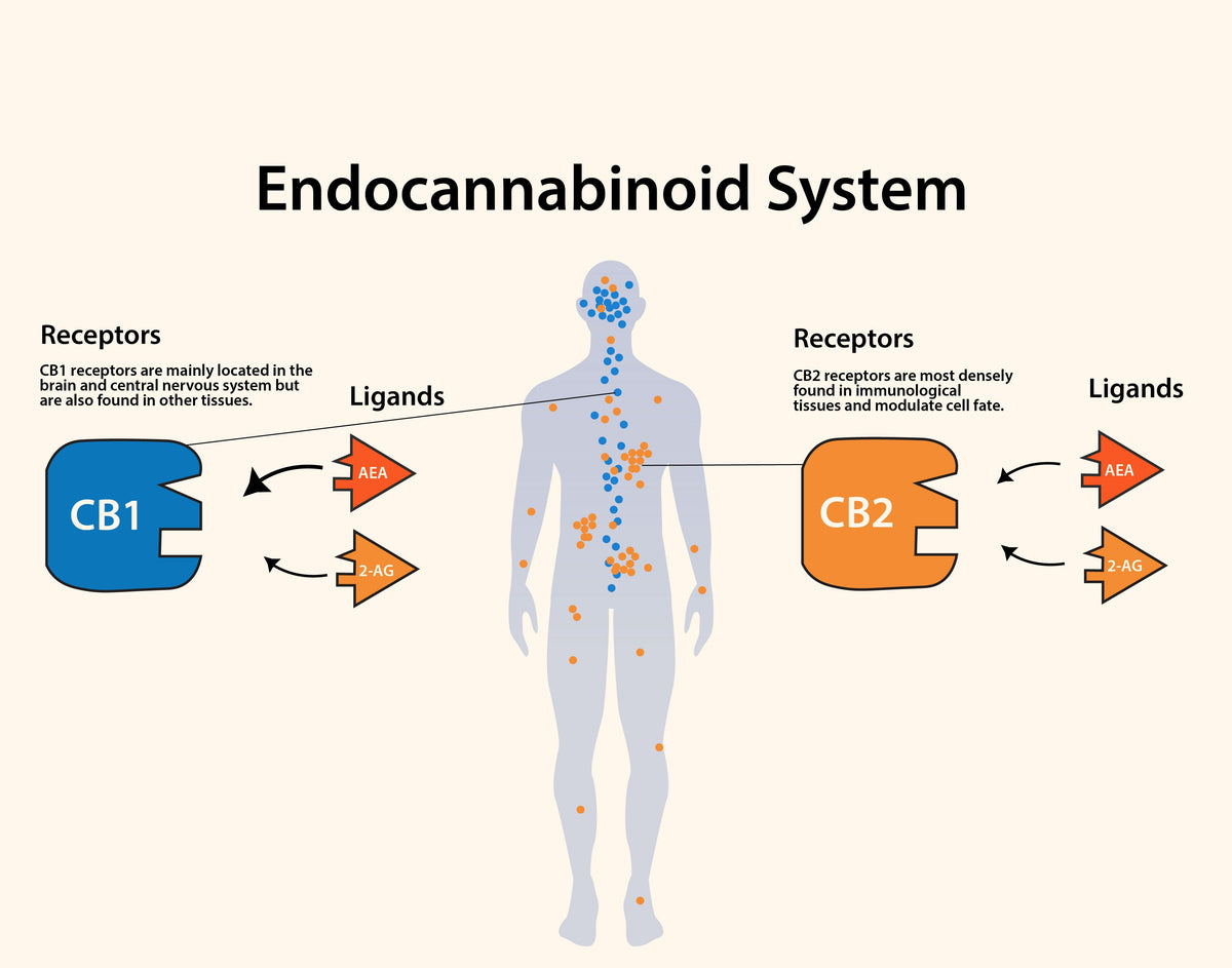 The Hidden System of Balance: <br>Understanding the secrets of endocannabinoid system</br>