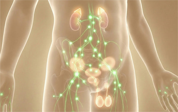 The Endocannabinoid System (ECS)