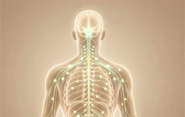 The Endocannabinoid <br>System