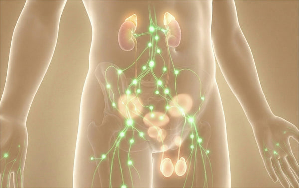 The Endocannabinoid System (ECS)