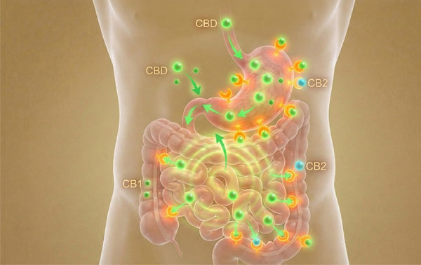How It Supports Digestion
