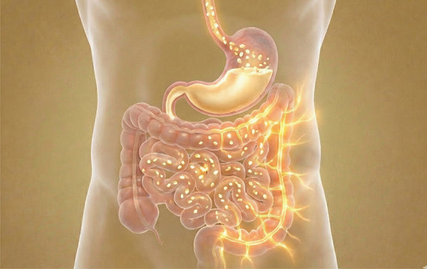 How Hemp Protein <br>Supports the Body