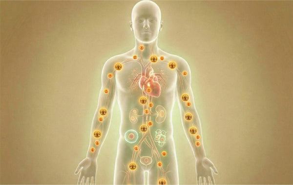 How Hemp Seed Oil Supports the Body