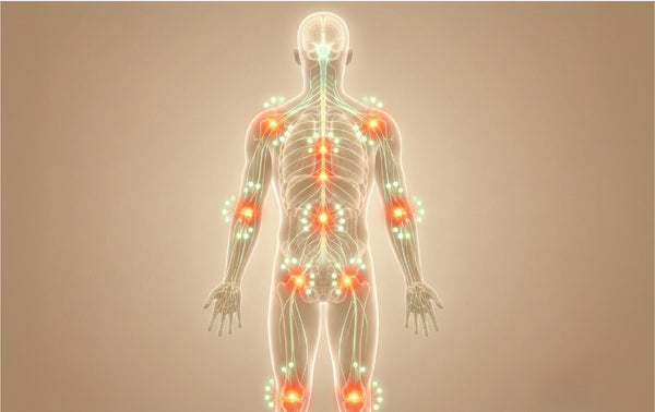The Endocannabinoid System (ECS)