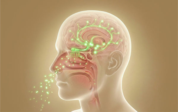 How Aromatherapy Works