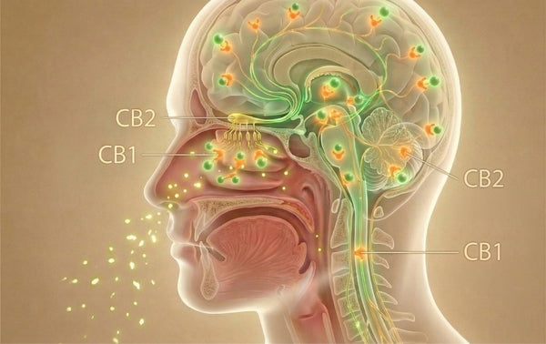 How SLEEP Works with<br> the ECS