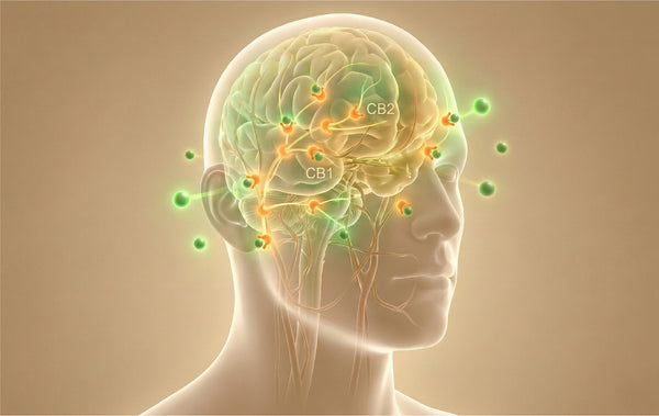 The Endocannabinoid System (ECS)