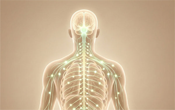 The Endocannabinoid <br>System