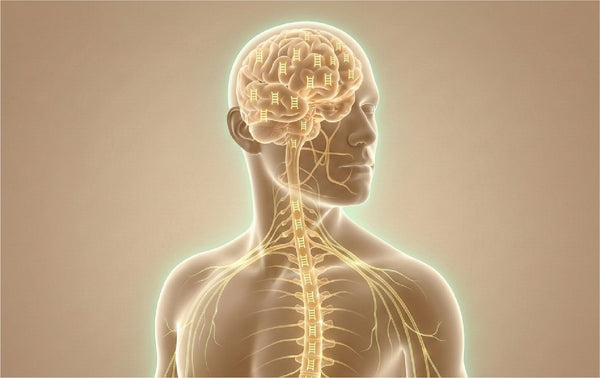 The Endocannabinoid <br>System