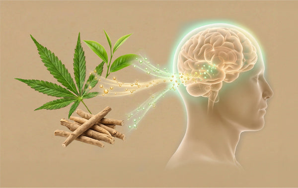 Cannabinoids & <br>L-Theanine Synergy