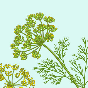 10 ml / Fennel