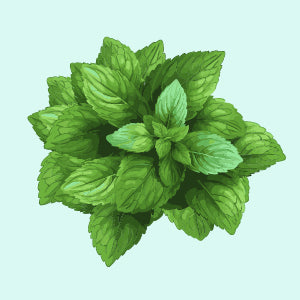 10 ml / Peppermint